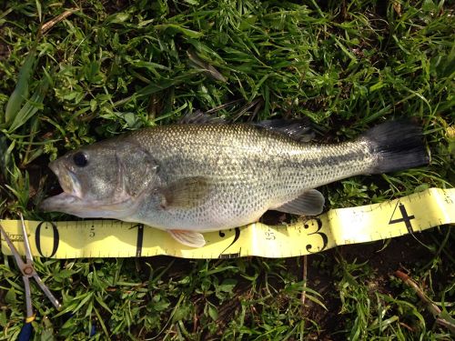 ブラックバスの釣果