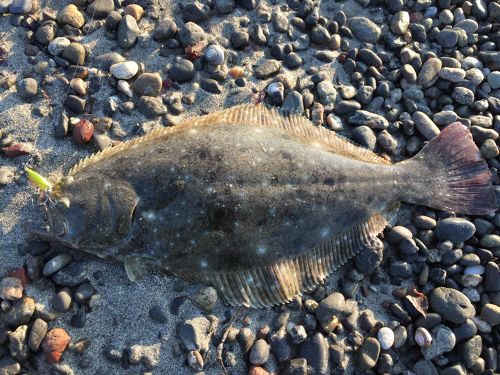 ヒラメの釣果