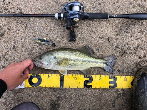 ブラックバスの釣果