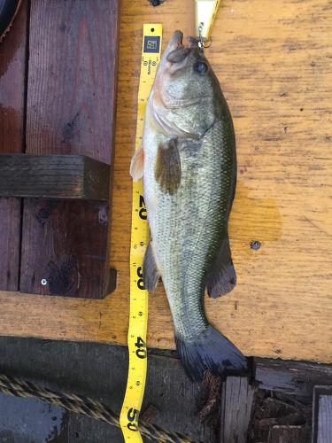 ブラックバスの釣果