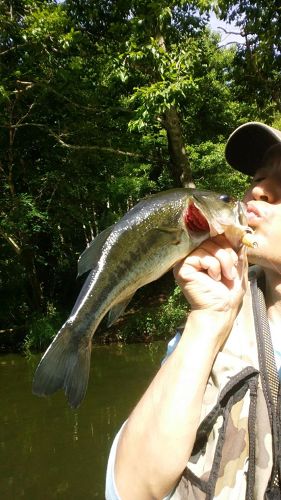 ラージマウスバスの釣果