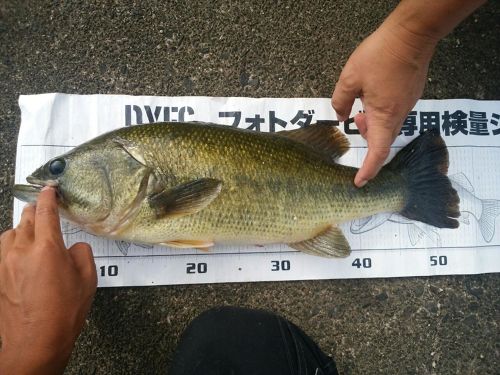 ブラックバスの釣果