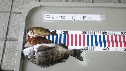 チヌの釣果