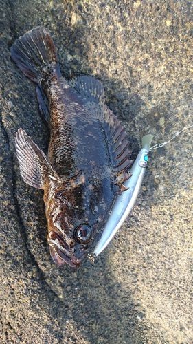 ムラソイの釣果