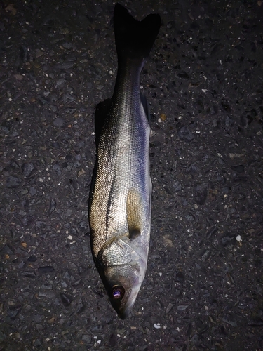 セイゴ（ヒラスズキ）の釣果