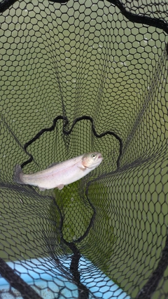 ニジマスの釣果