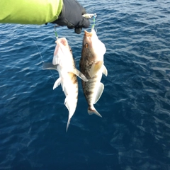 ホッケの釣果