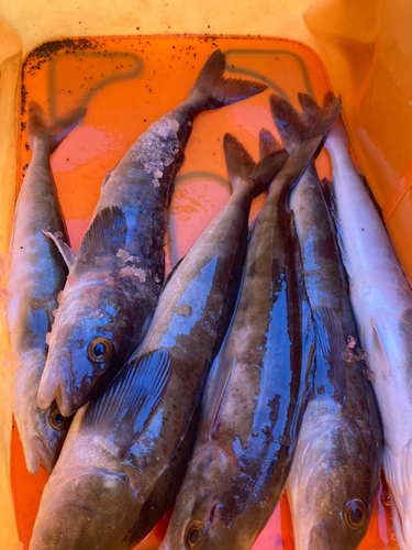 ホッケの釣果