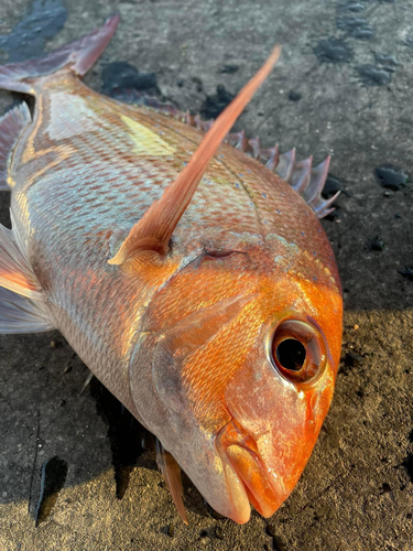 マダイの釣果