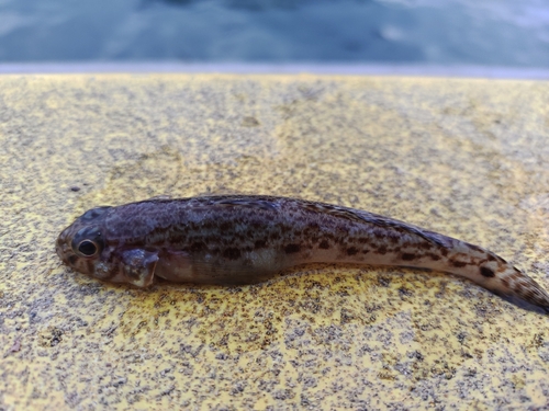 サビハゼの釣果