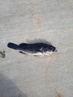 クロソイの釣果