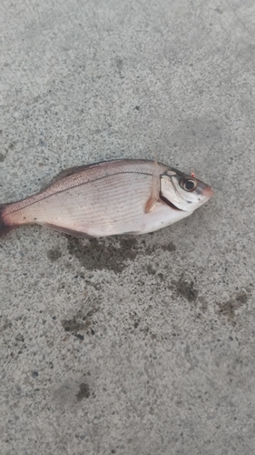 ウミタナゴの釣果