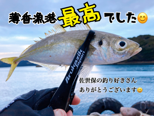 アジの釣果