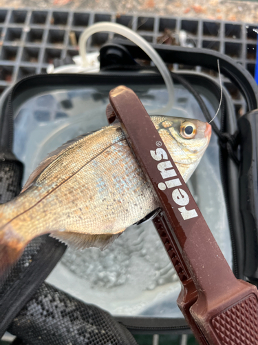 ウミタナゴの釣果