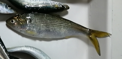 コノシロの釣果