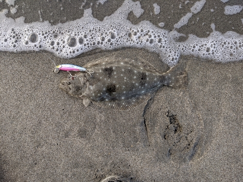 ソゲの釣果