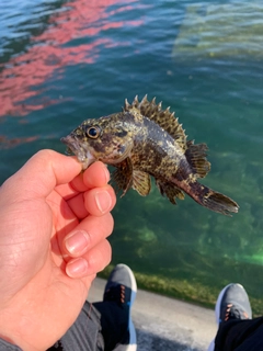 タケノコメバルの釣果