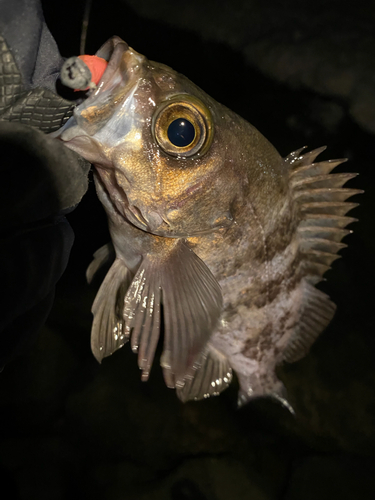 メバルの釣果