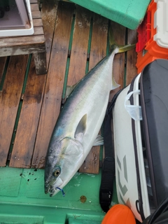 ブリの釣果