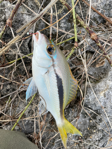 ジューマー(ヒトスジタマガシラ)の釣果