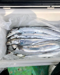 タチウオの釣果