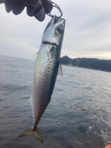 サバの釣果