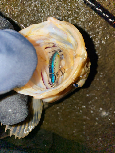 ベッコウゾイの釣果