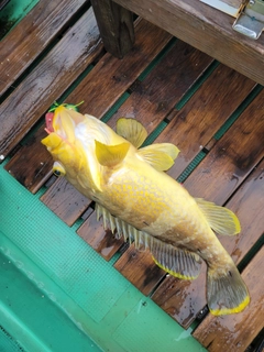 アオハタの釣果