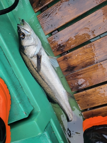 セイゴ（マルスズキ）の釣果