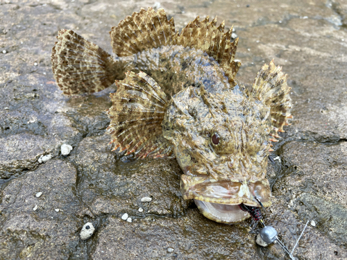 オニカサゴの釣果