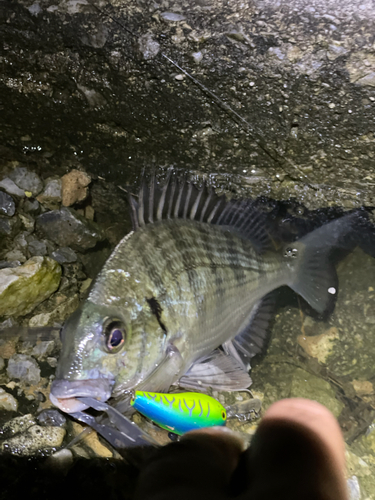 ミナミクロダイの釣果