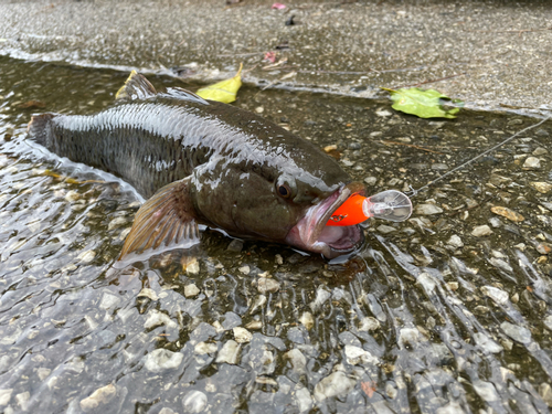 ホシマダラハゼの釣果