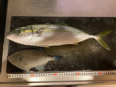 ハマチの釣果