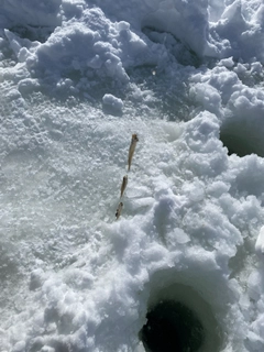 ワカサギの釣果