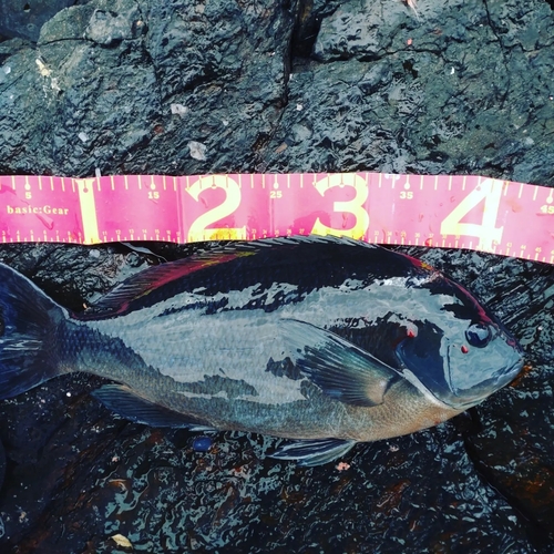 クチブトグレの釣果