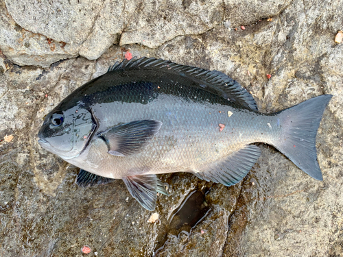 クロメジナの釣果