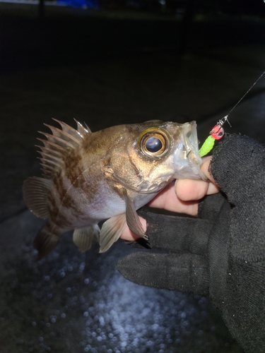 メバルの釣果