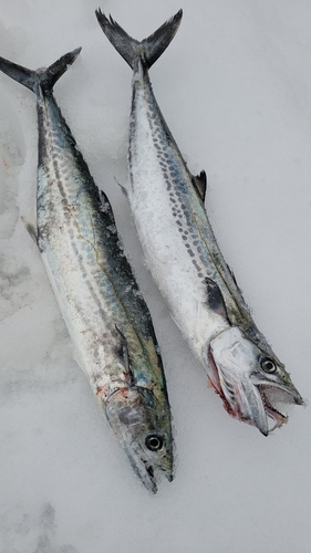 サゴシの釣果