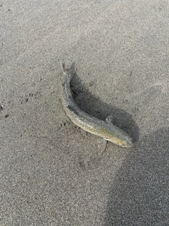 アメマスの釣果