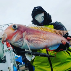 アマダイの釣果