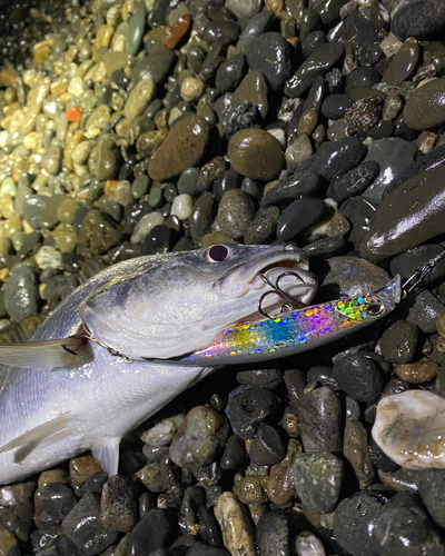 ニベの釣果