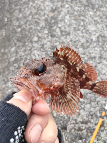 カサゴの釣果