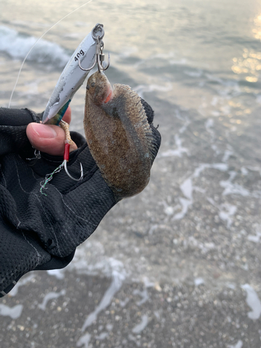 アカメフグの釣果