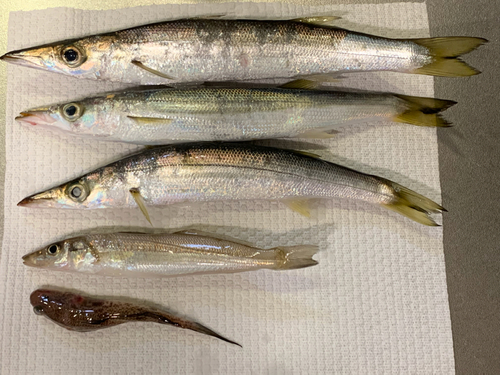 アカカマスの釣果