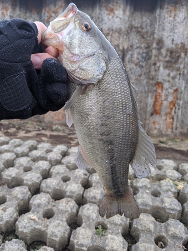 ラージマウスバスの釣果