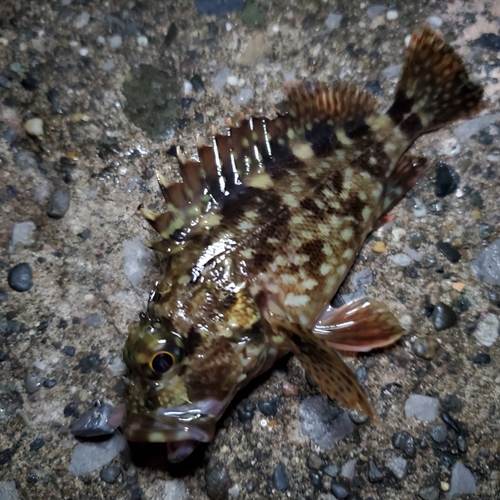 カサゴの釣果