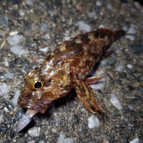 カサゴの釣果