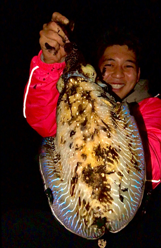 コウイカの釣果