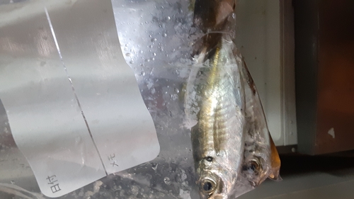 マアジの釣果