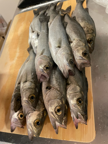 シーバスの釣果